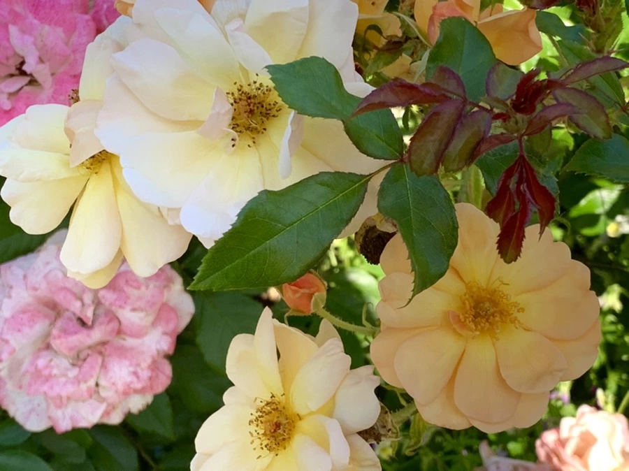 IMG_3089.jpg?type=w966