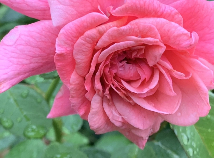 IMG_0914.jpg?type=w966