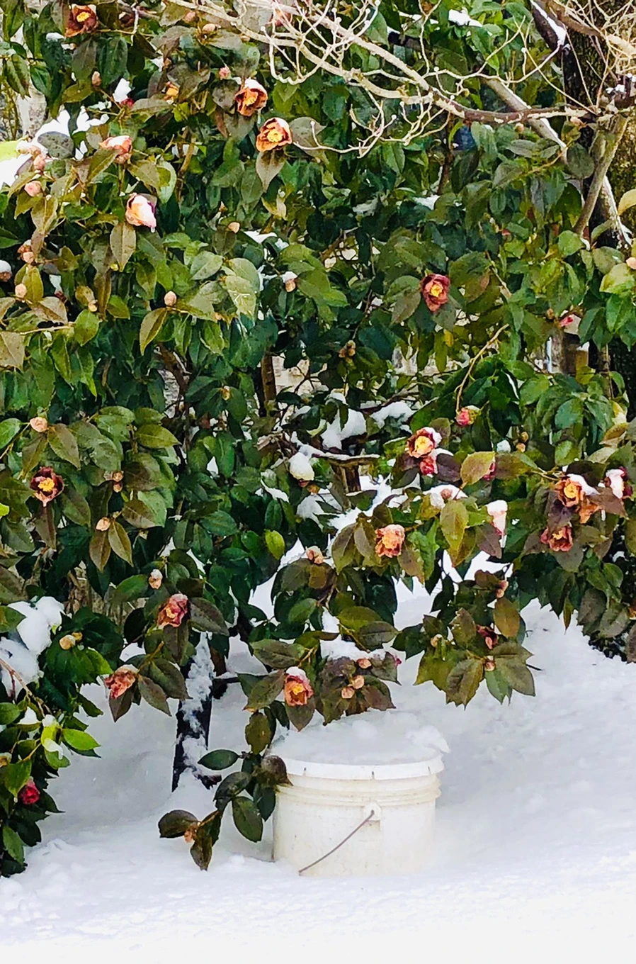 IMG_9078.jpg?type=w966