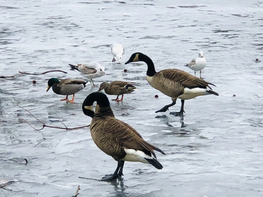 IMG_6167.jpg?type=w966