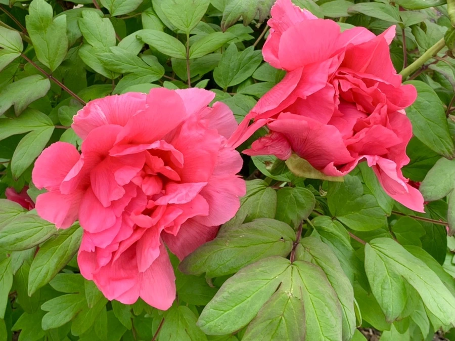 IMG_9106.jpg?type=w966