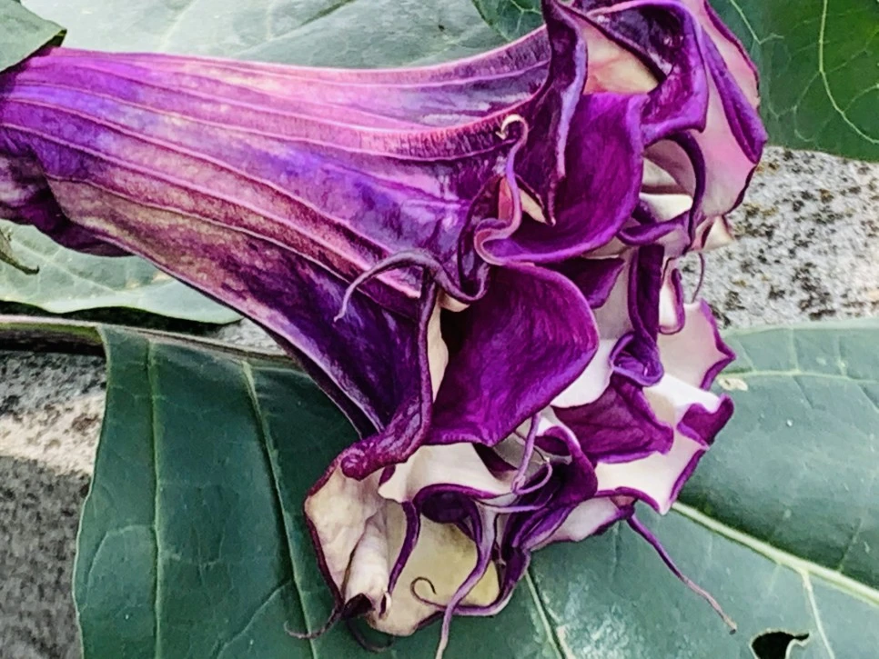 IMG_9377.jpg?type=w966