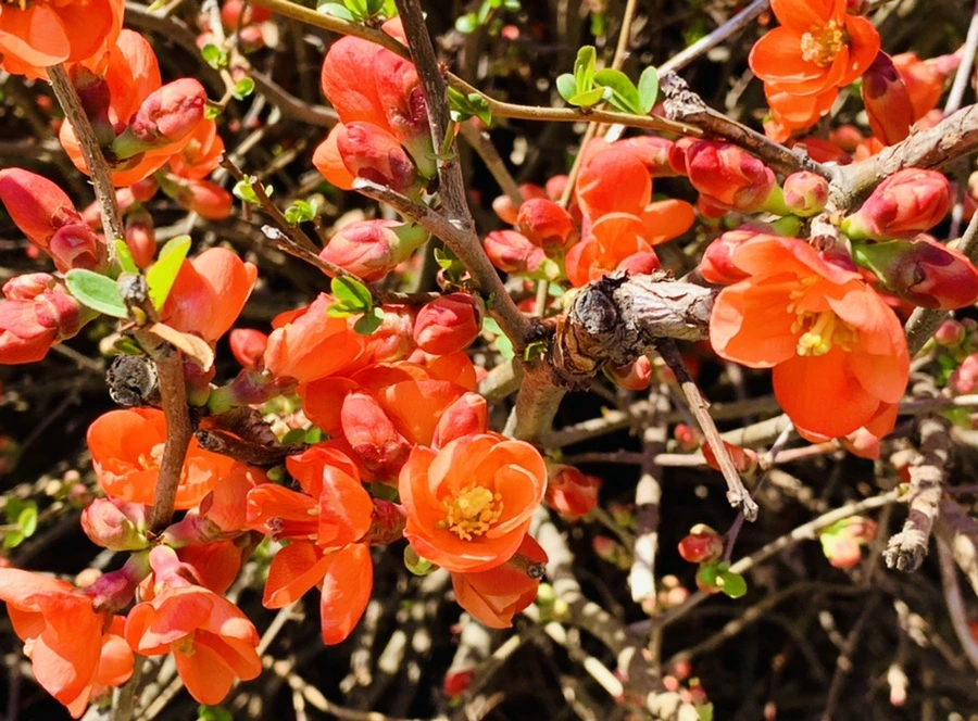 IMG_8304.jpg?type=w966