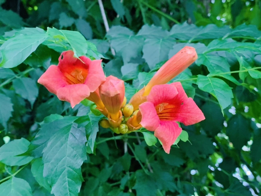 IMG_7442.jpg?type=w966