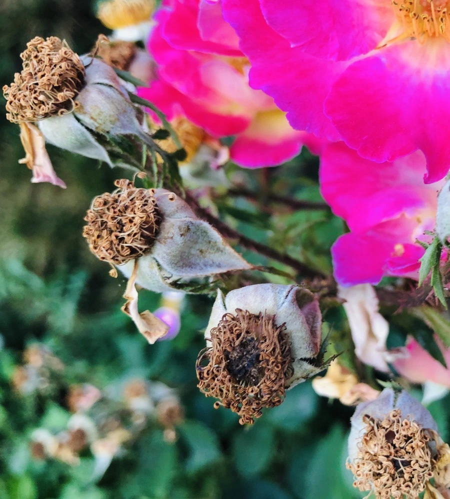 IMG_9650.jpg?type=w966