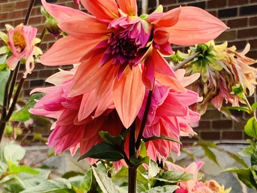 IMG_7008.jpg?type=w966