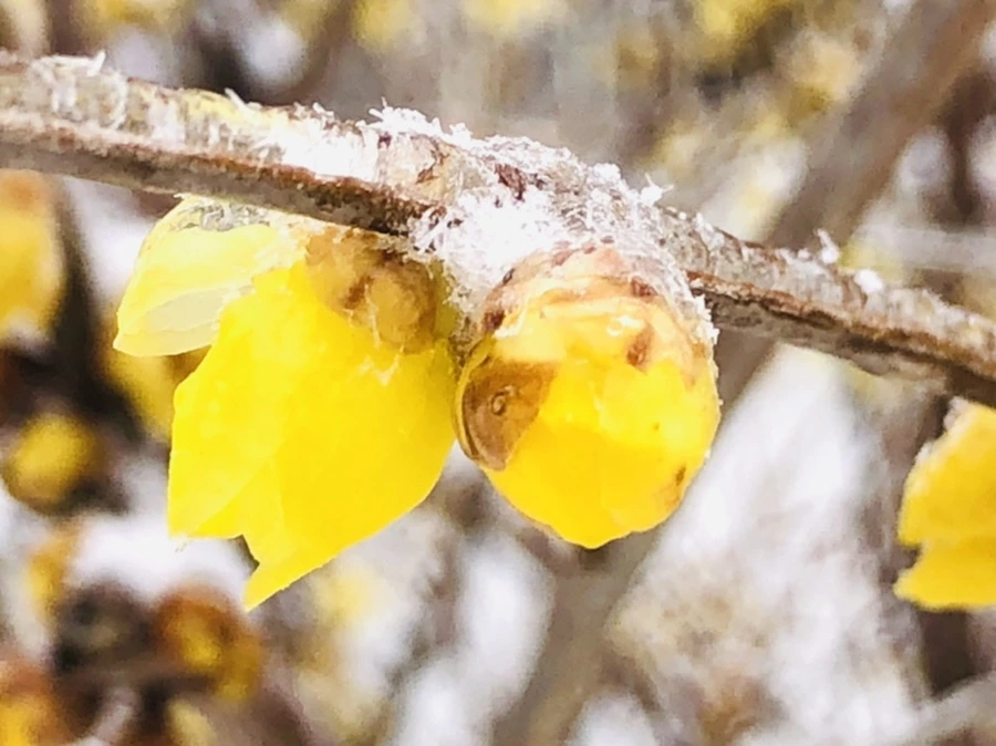 IMG_3496.jpg?type=w966