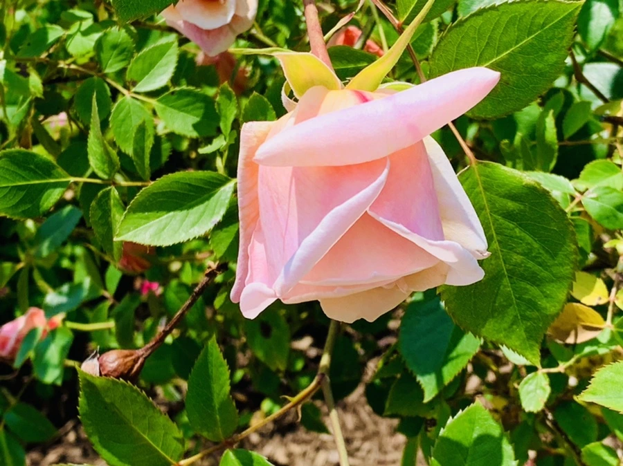 IMG_4285.jpg?type=w966