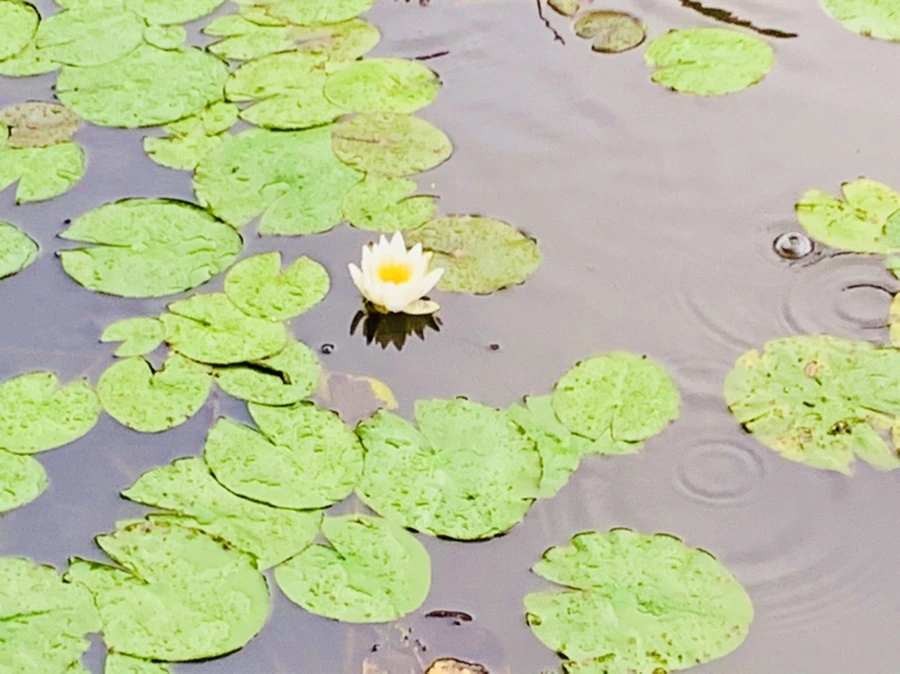 IMG_8335.jpg?type=w966