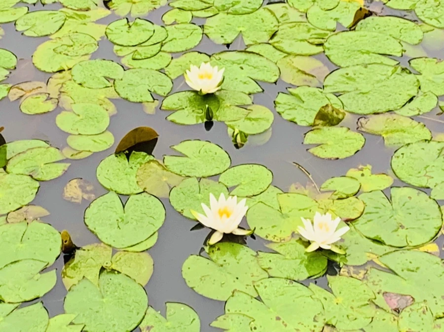 IMG_4604.jpg?type=w966