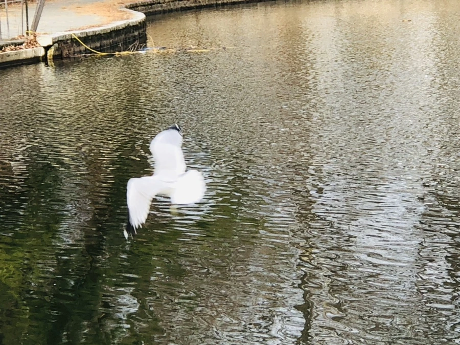 IMG_0001.jpg?type=w966