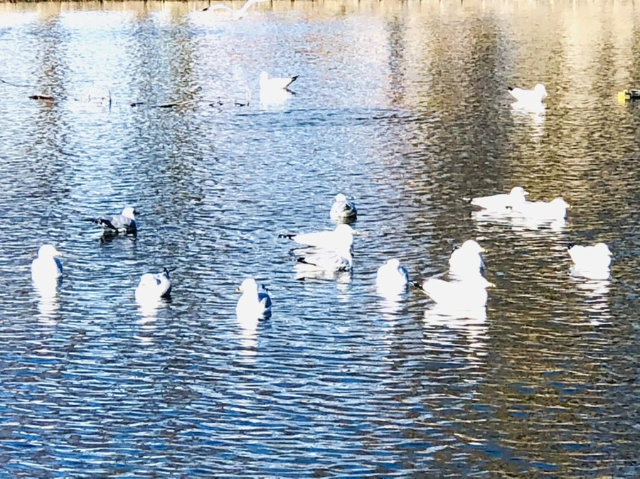 IMG_9725.jpg?type=w966