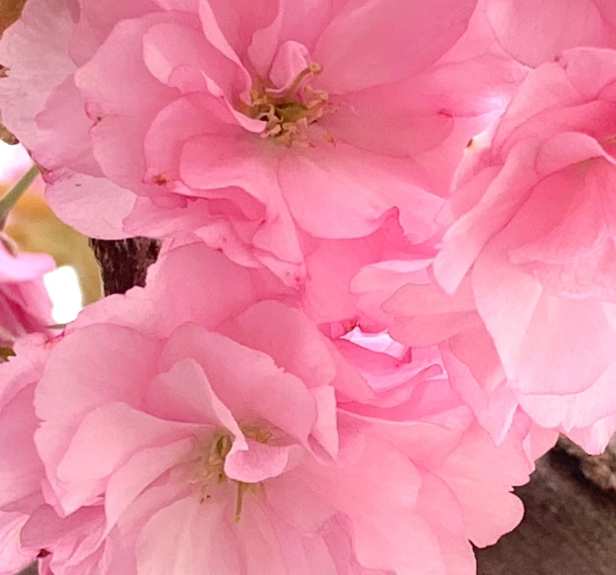 IMG_5502.jpg?type=w966