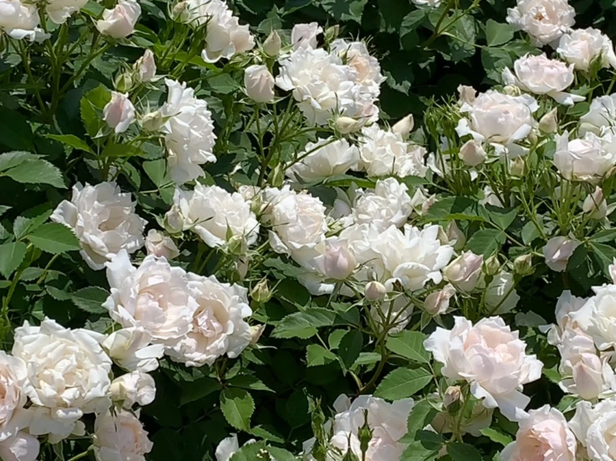 IMG_8459.jpg?type=w966