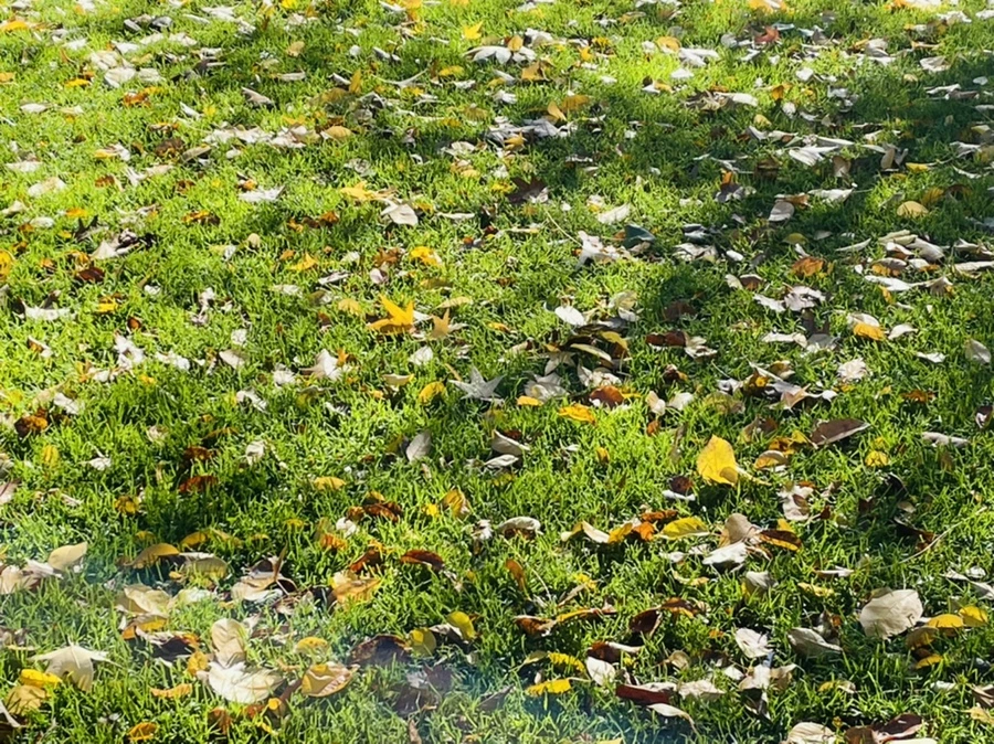 IMG_2535.jpg?type=w966