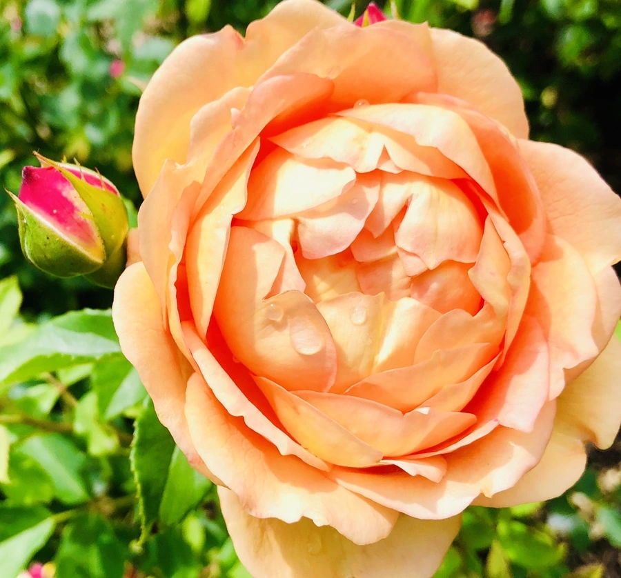 IMG_5917.jpg?type=w966