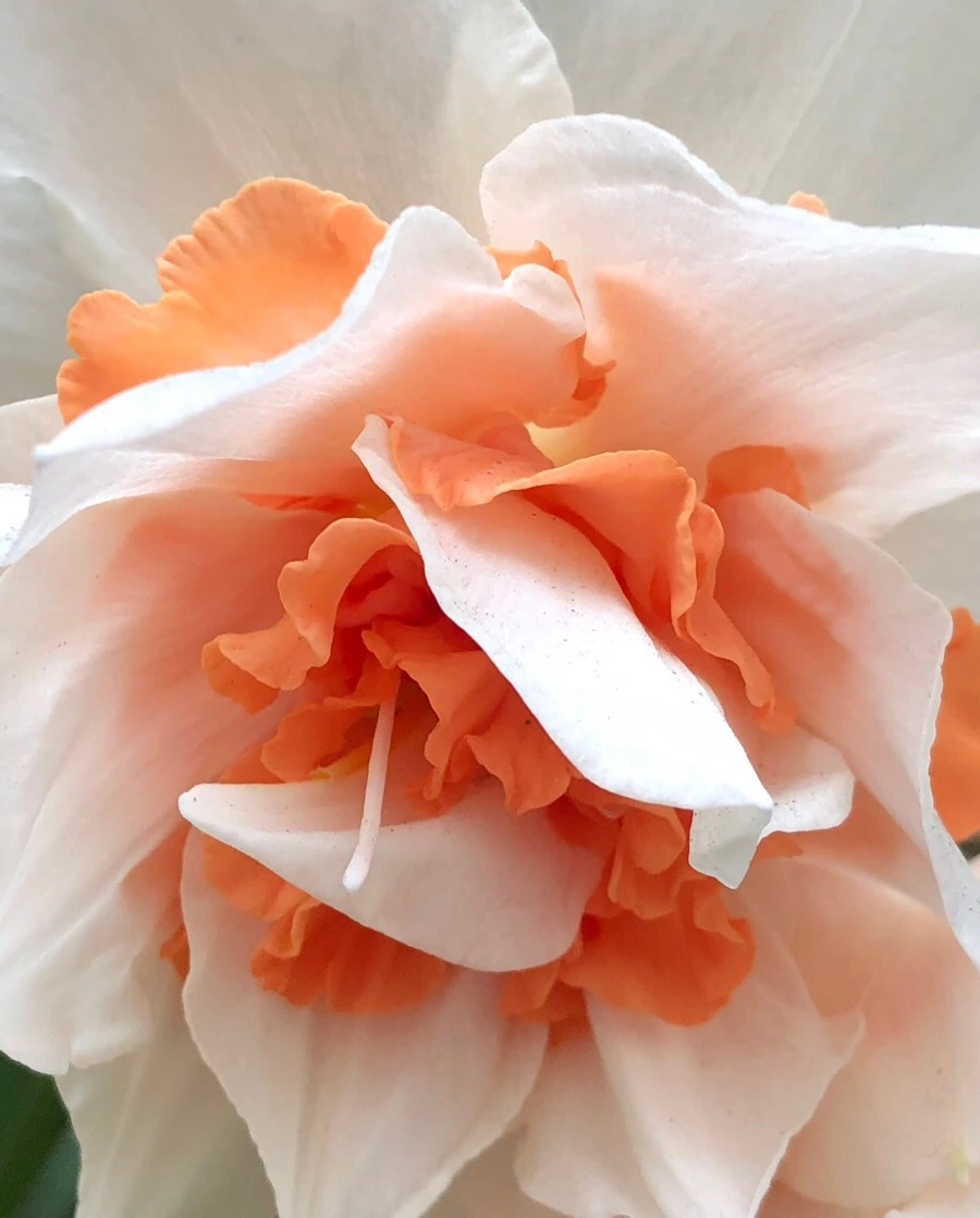 IMG_4279.jpg?type=w966