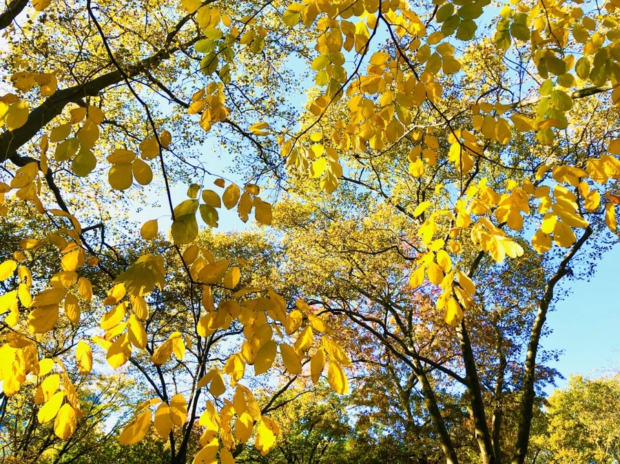 IMG_3442.jpg?type=w966