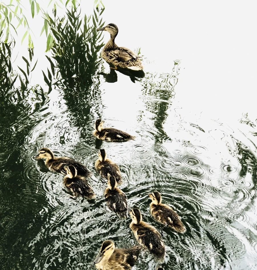 IMG_3146.jpg?type=w966