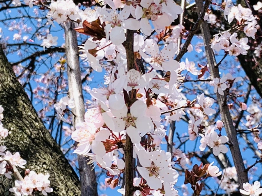 IMG_7732.jpg?type=w966