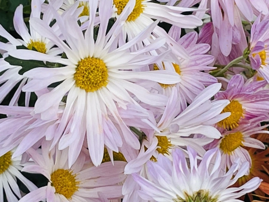 IMG_1197.jpg?type=w966