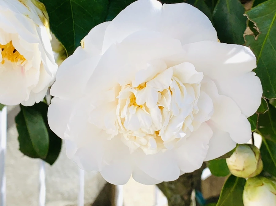 IMG_8600.jpg?type=w966