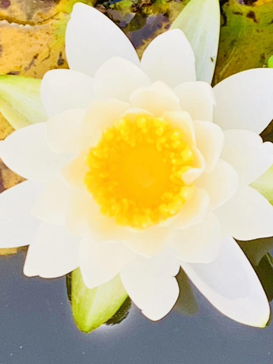 IMG_6604.jpg?type=w966