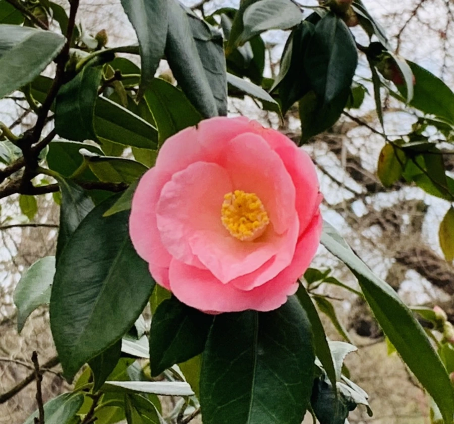 IMG_7098.jpg?type=w966