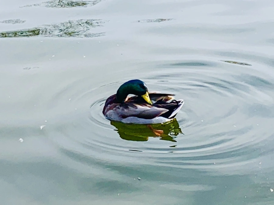 IMG_0390.jpg?type=w966