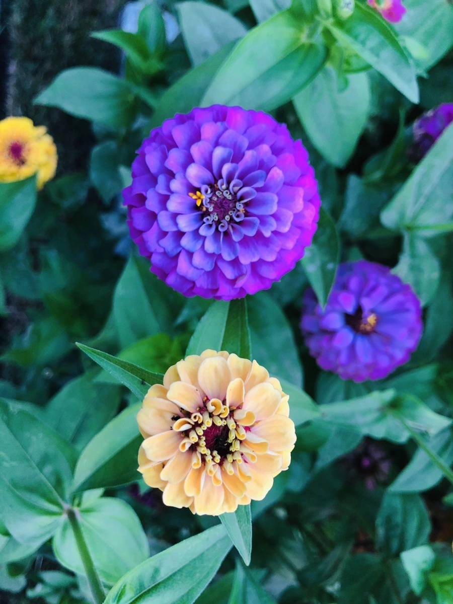 IMG_3643.jpg?type=w966