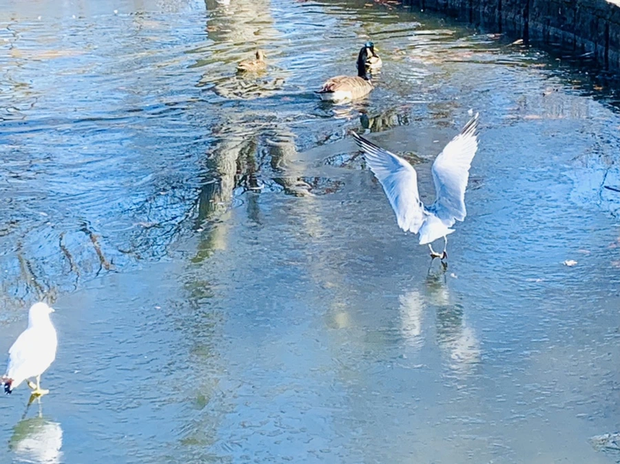 IMG_8289.jpg?type=w966