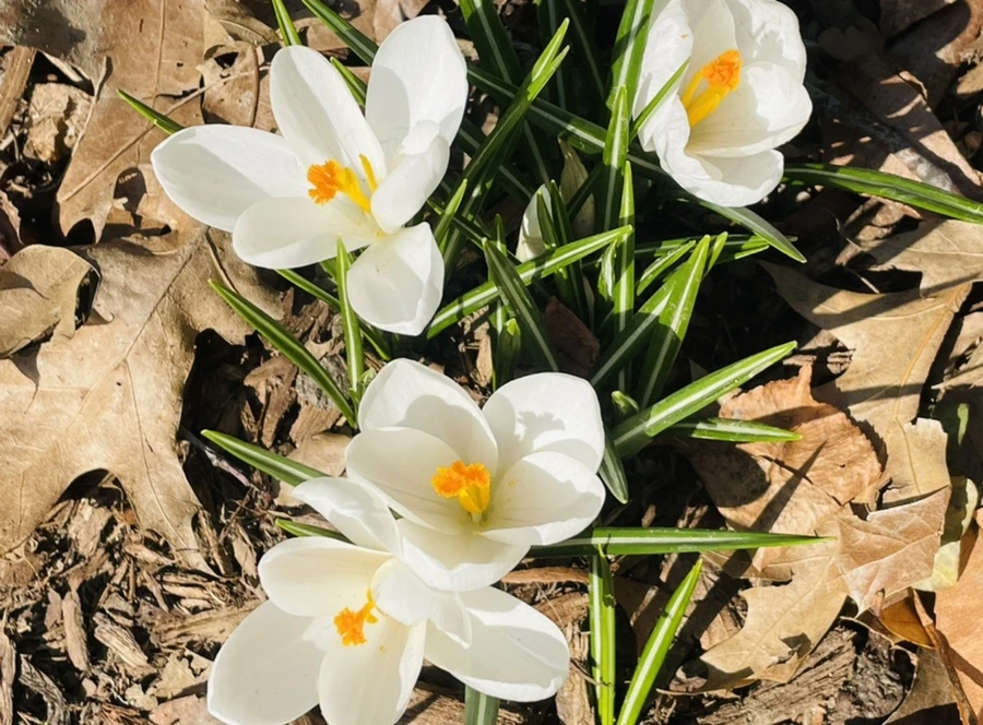 IMG_5584.jpg?type=w966