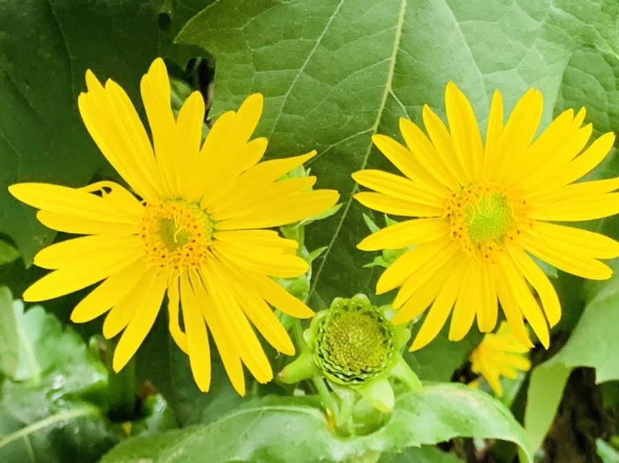 IMG_8786.jpg?type=w966