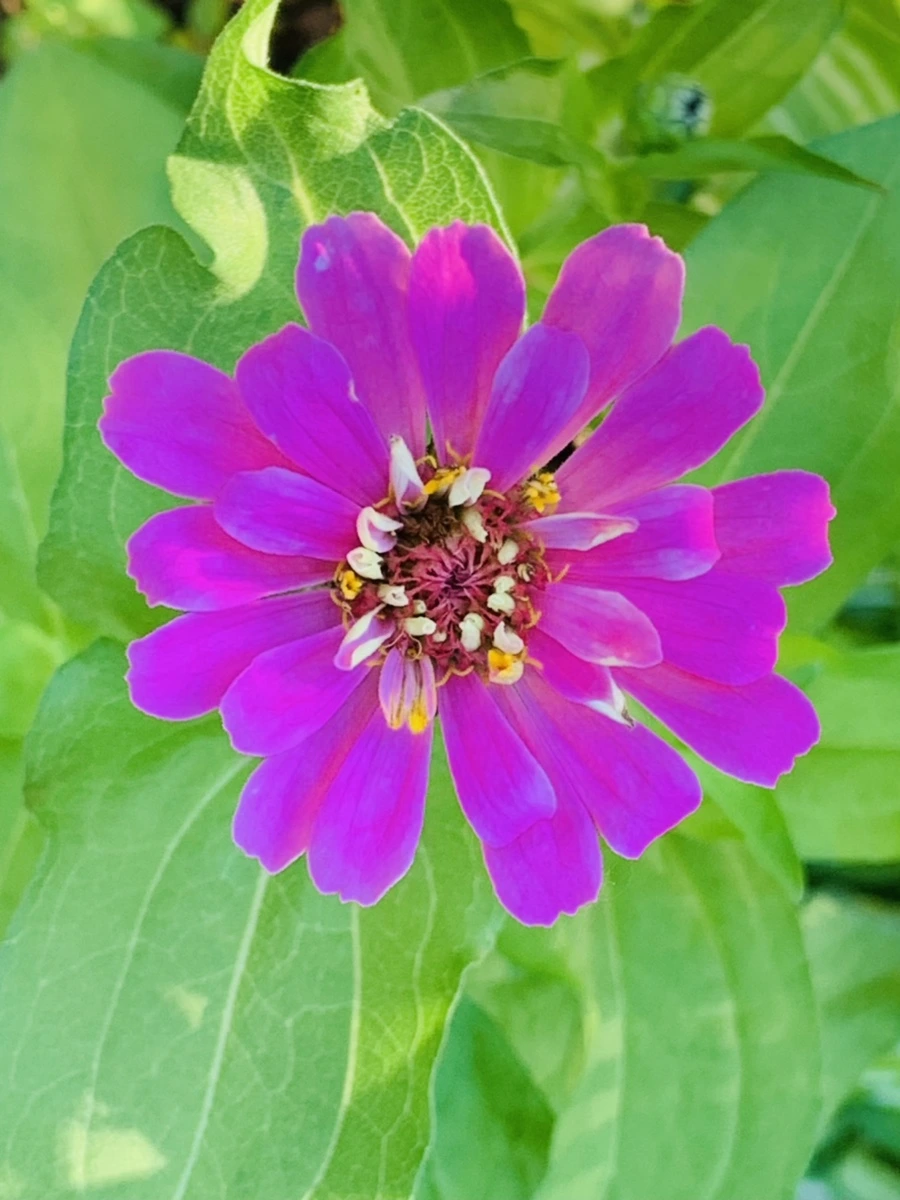 IMG_6229.jpg?type=w966