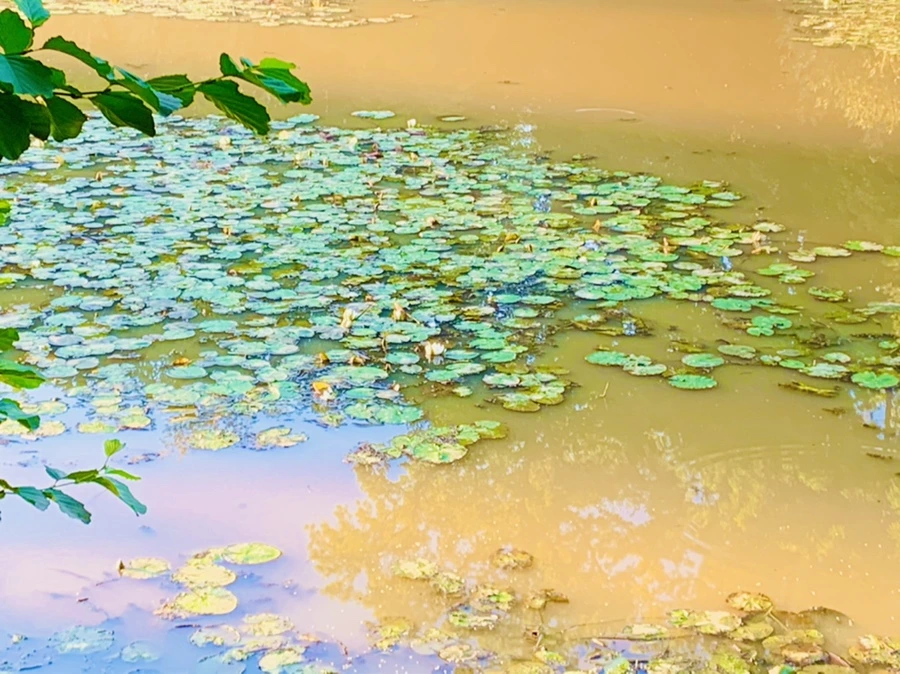 IMG_7199.jpg?type=w966