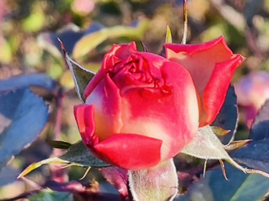 IMG_6044.jpg?type=w966