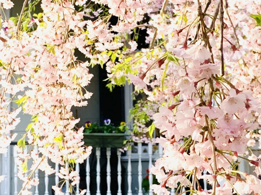 IMG_3717.jpg?type=w966