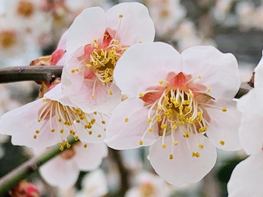 IMG_3559.jpg?type=w966