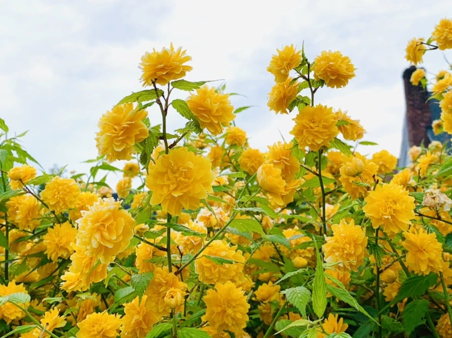 IMG_0518.jpg?type=w966