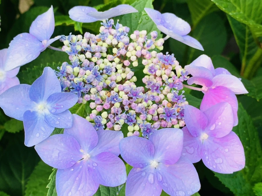 IMG_6013.jpg?type=w966