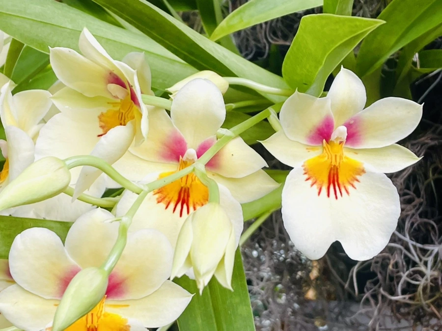 IMG_1326.jpg?type=w966