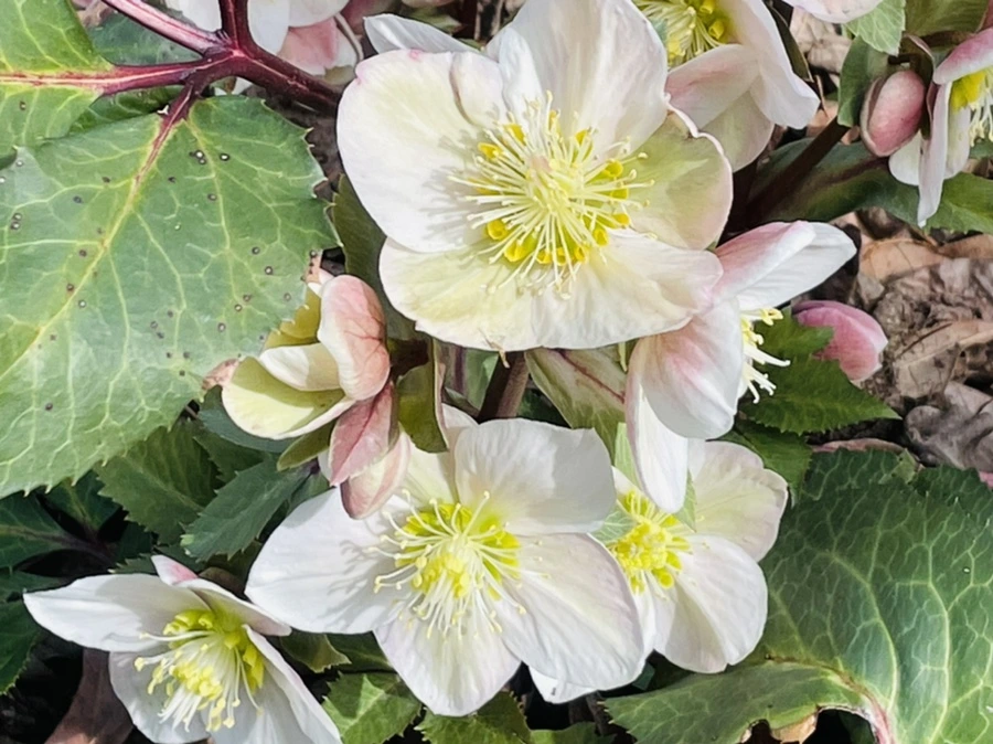 IMG_4163.jpg?type=w966