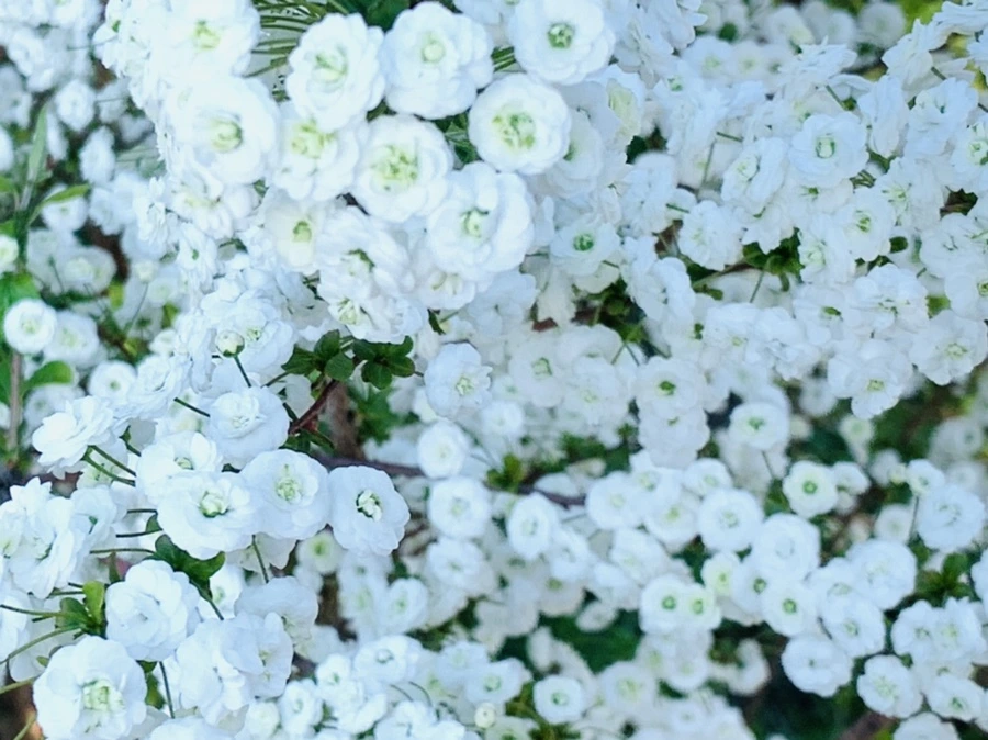 IMG_3281.jpg?type=w966