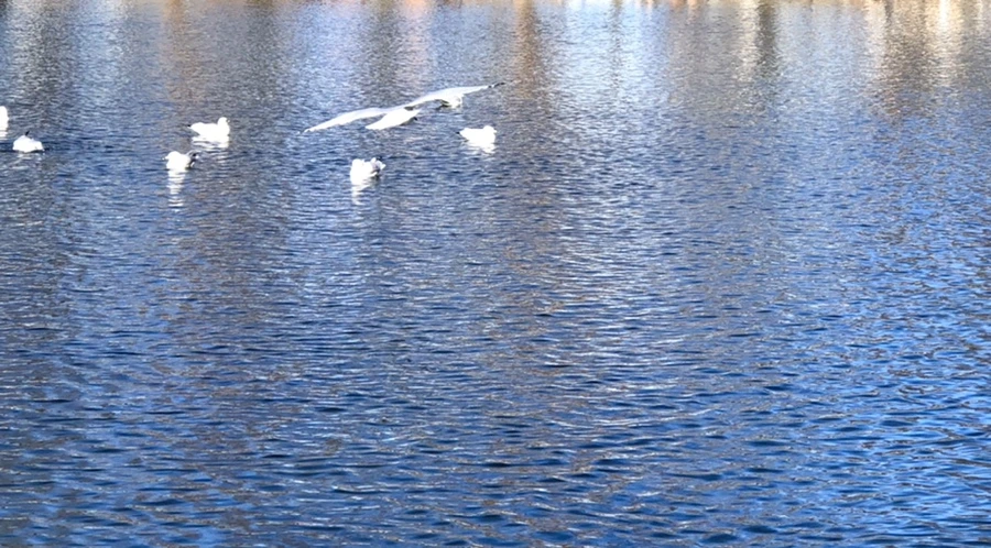 IMG_9721.jpg?type=w966