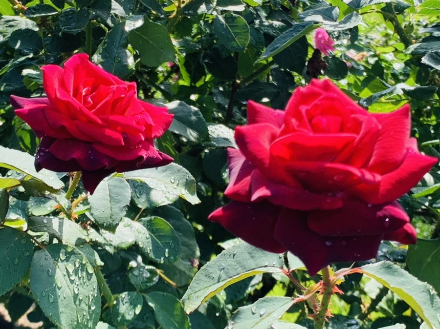 IMG_8397.jpg?type=w966