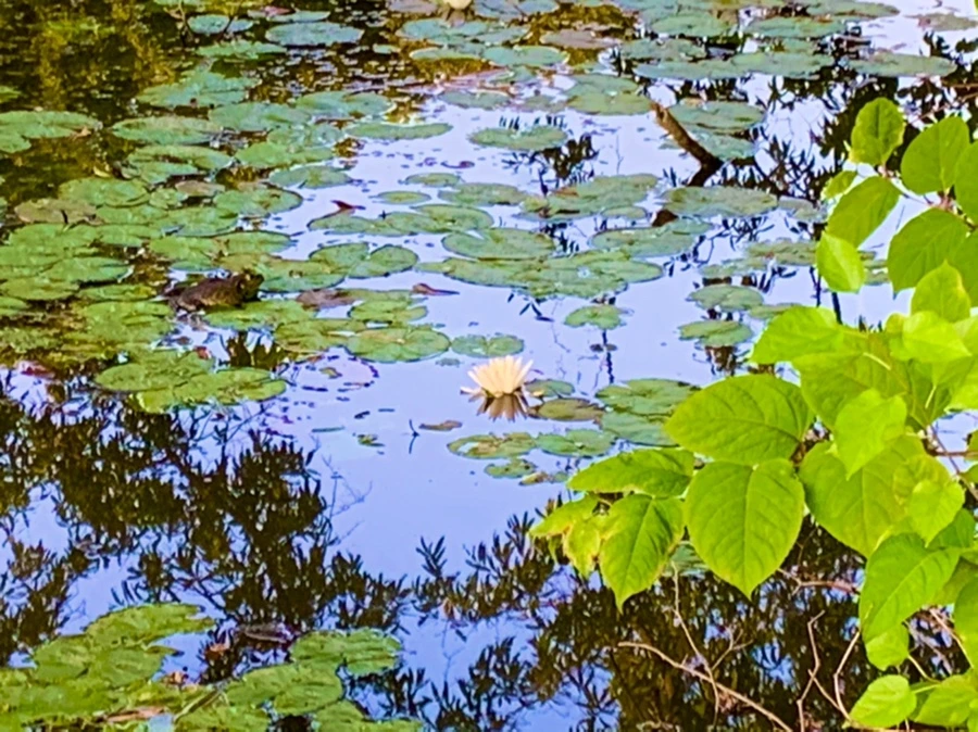 IMG_1045.jpg?type=w966