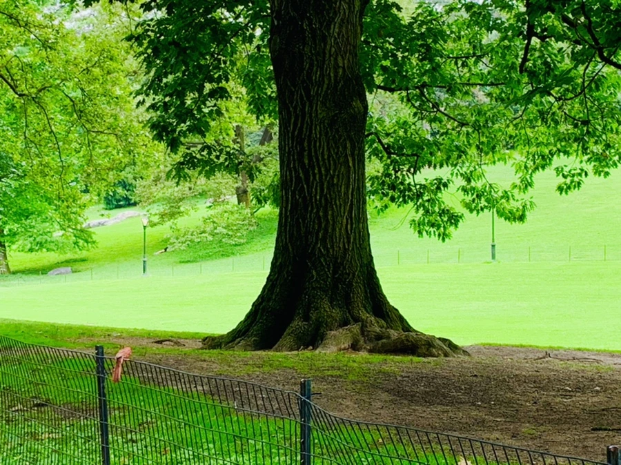 IMG_9932.jpg?type=w966