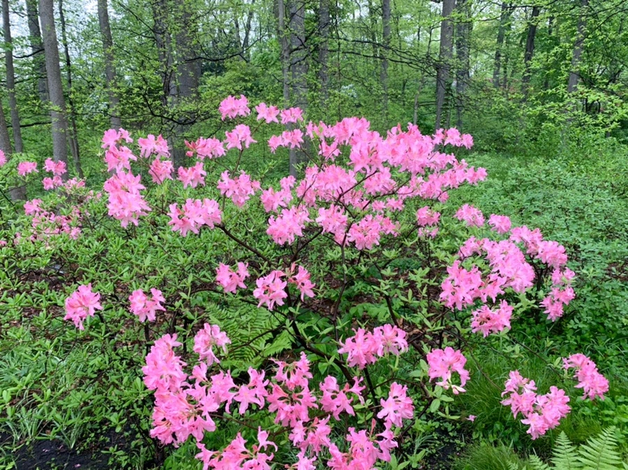 IMG_9914.jpg?type=w966