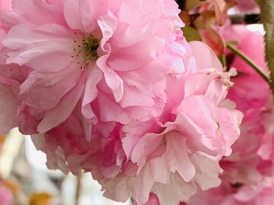 IMG_4415.jpg?type=w966