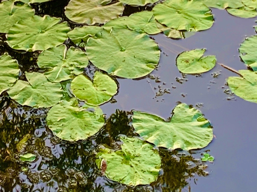 IMG_1049.jpg?type=w966